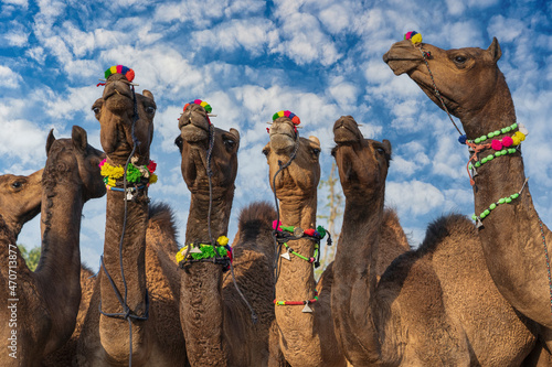 Large herd of camels in desert Thar during the annual Pushkar Camel Fair near holy city Pushkar, Rajasthan, India photo