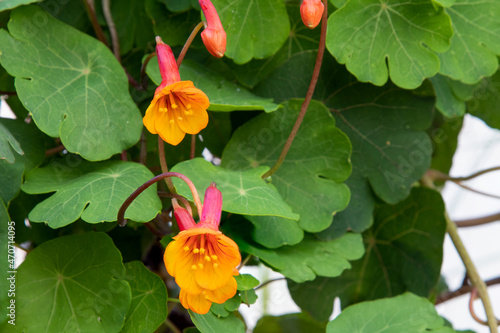 Mashua flower (Tropaeolum tuberosum) tuber crop native to the Andes