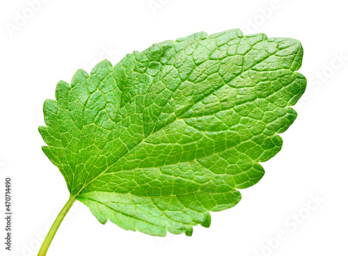 Mint leaf fresh isolated on white background. Food concept photography