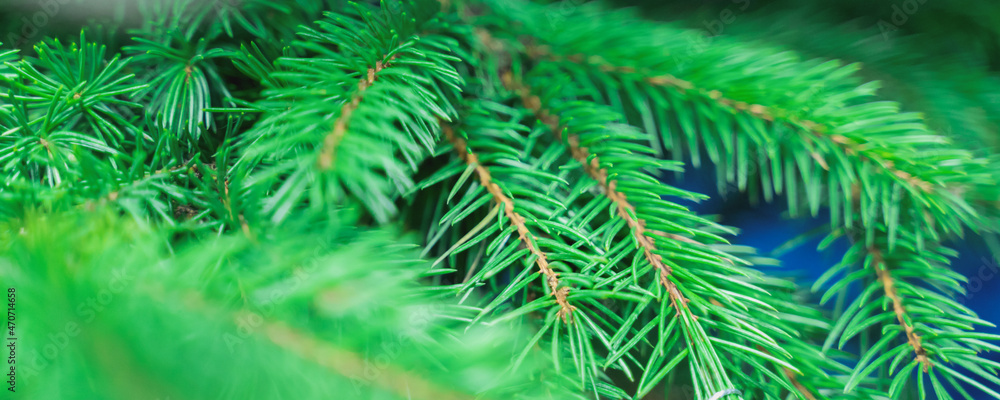 green branches of a christmas tree, close up green branches of a christmas tree, close up