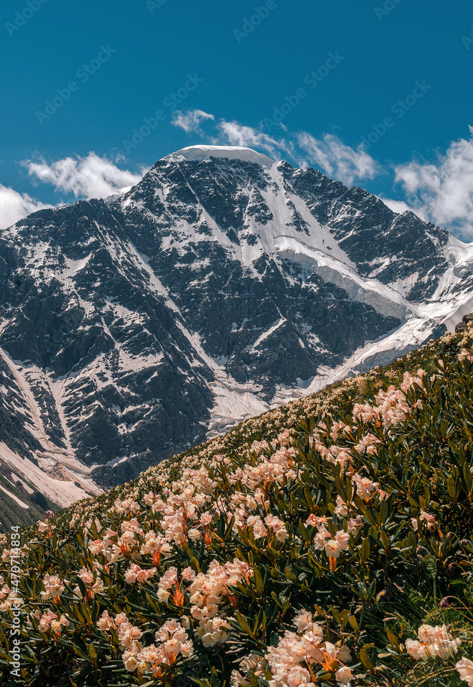 Rhododendrons on a mountain slope. Flowering on the Caucasian ridge.