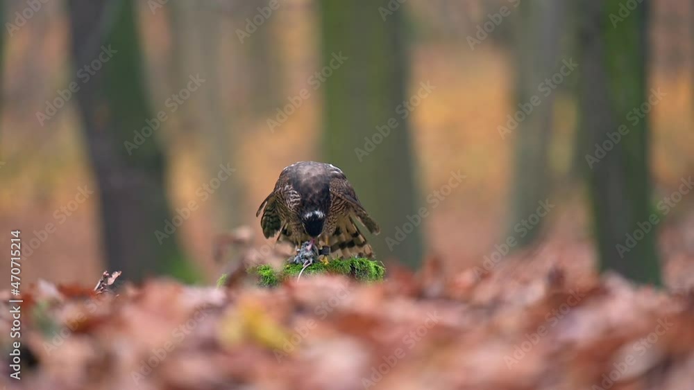 The Eurasian sparrowhawk (Accipiter nisus) standing on a tree stump and eating its prey. Slow motion. Shallow depth of field, autumn dark forest. The Eurasian sparrowhawk (Accipiter nisus) standing on a tree stump and eating its prey. Slow motion. Shallow depth of field, autumn dark forest.