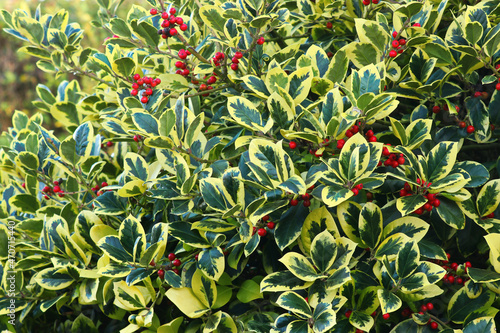 Berries on a holly tree with glossy variegated green and golden yellow leaves, This pretty evergreen Ilex hardy tree has scarlet red berries that attract wild birds.