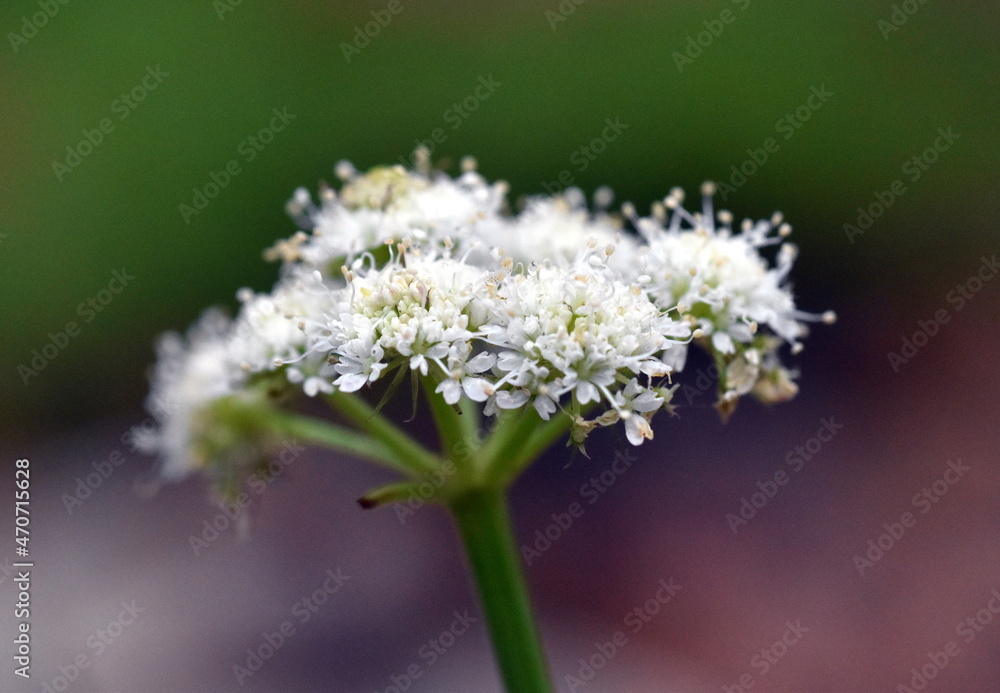Blüte einer Japanischen Petersilie Blüte einer Japanischen Petersilie