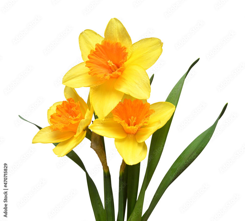 Bouquet of yellow daffodils flowers isolated on white background. Flat lay, top view Bouquet of yellow daffodils flowers isolated on white background. Flat lay, top view
