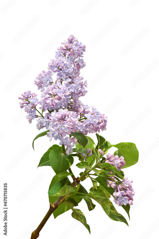 Syringa lilac flowers isolated on white background
