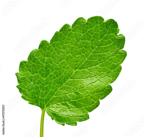 Mint leaf fresh isolated on white background. Food concept photography