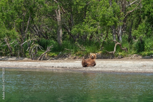 Resting wild bear on the shore of Kurile Lake in Kamchatka, Russia photo