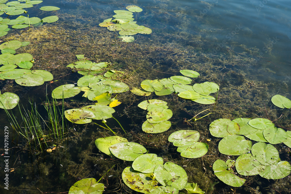 Yellow water lily. Lake flora background. Water plant texture. Natural wildlife in forest pond. Nuphar lutea plant.