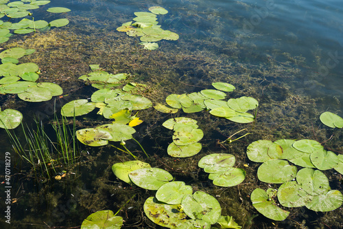 Yellow water lily. Lake flora background. Water plant texture. Natural wildlife in forest pond. Nuphar lutea plant. © Paweł Michałowski