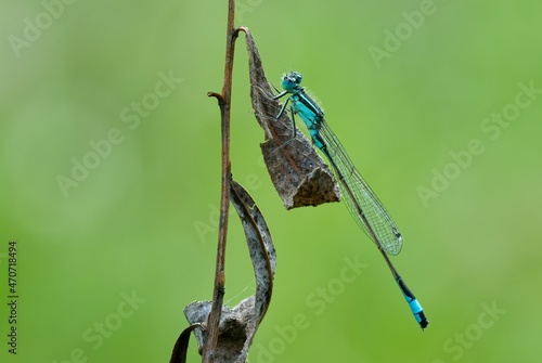 Mature Male Blue tailed Damselfly sitting motionless on a leaf. Waiting for prey. Early morning. Blurred natural green background. Side view, closeup. Genus species Ischnura elegans.