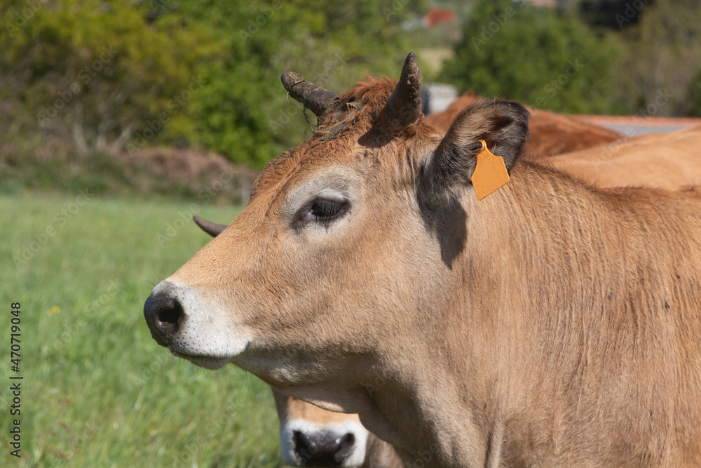 Blonde d'aquitaine cows in a field