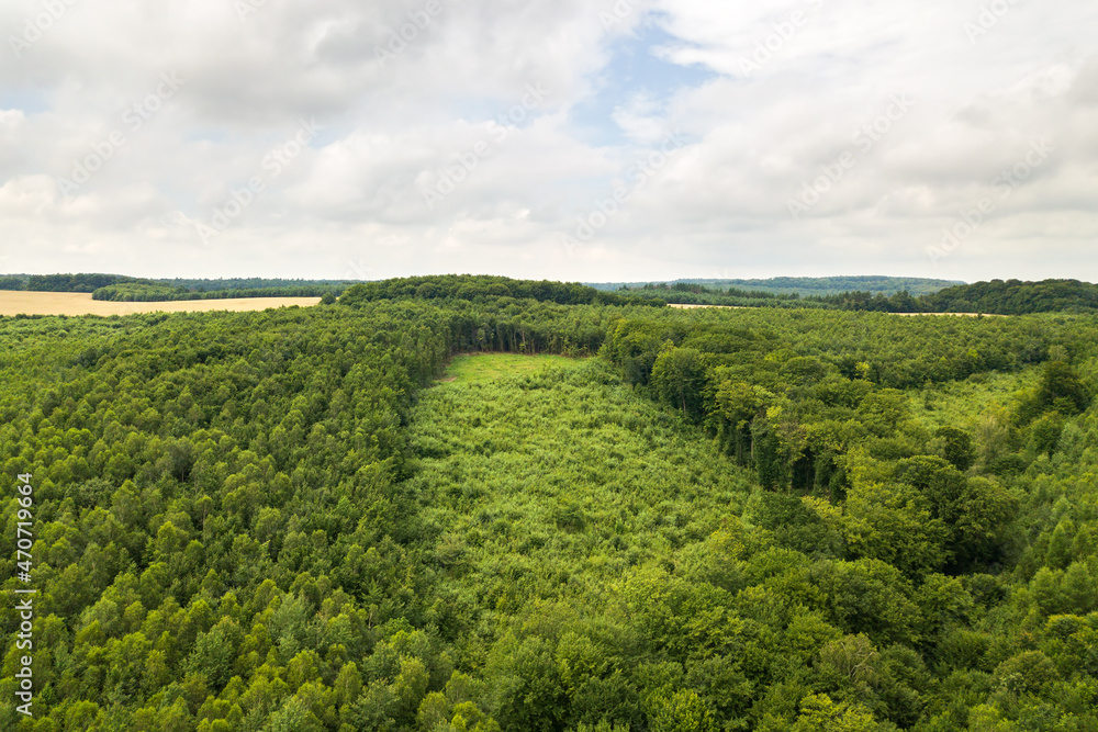 Obraz premium Top down aerial view of green summer forest with large area of cut down trees as result of global deforestation industry. Harmful human influence on world ecology