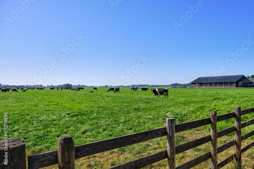 The Netherlands,Sep 8,2021-Cows in pasture with farm in the background. Dutch government wants to expropriate farmers to reduce livestock to solve the nitrogen crisis for housing and road construction
