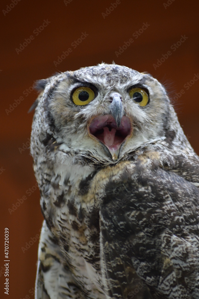 Obraz premium Owl