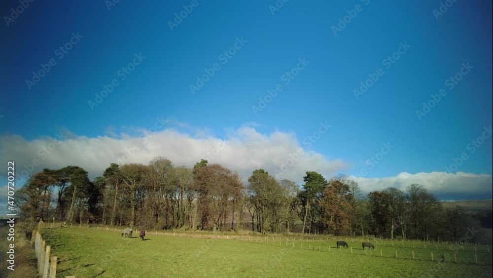 Horses grazing in a field with trees covered in autumn leaves in the background. A tranquil scene, with green hills in the distance and a bright blue sky. Horses grazing in a field with trees covered in autumn leaves in the background. A tranquil scene, with green hills in the distance and a bright blue sky.