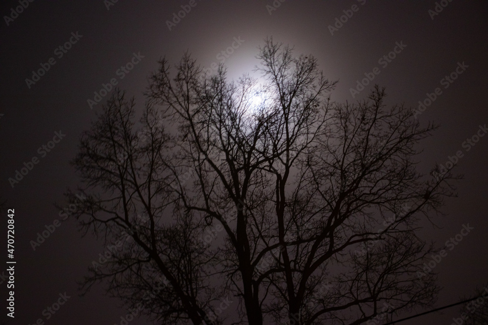 The illuminated moon against the backdrop of a tree crown