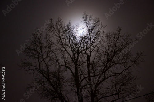 The illuminated moon against the backdrop of a tree crown