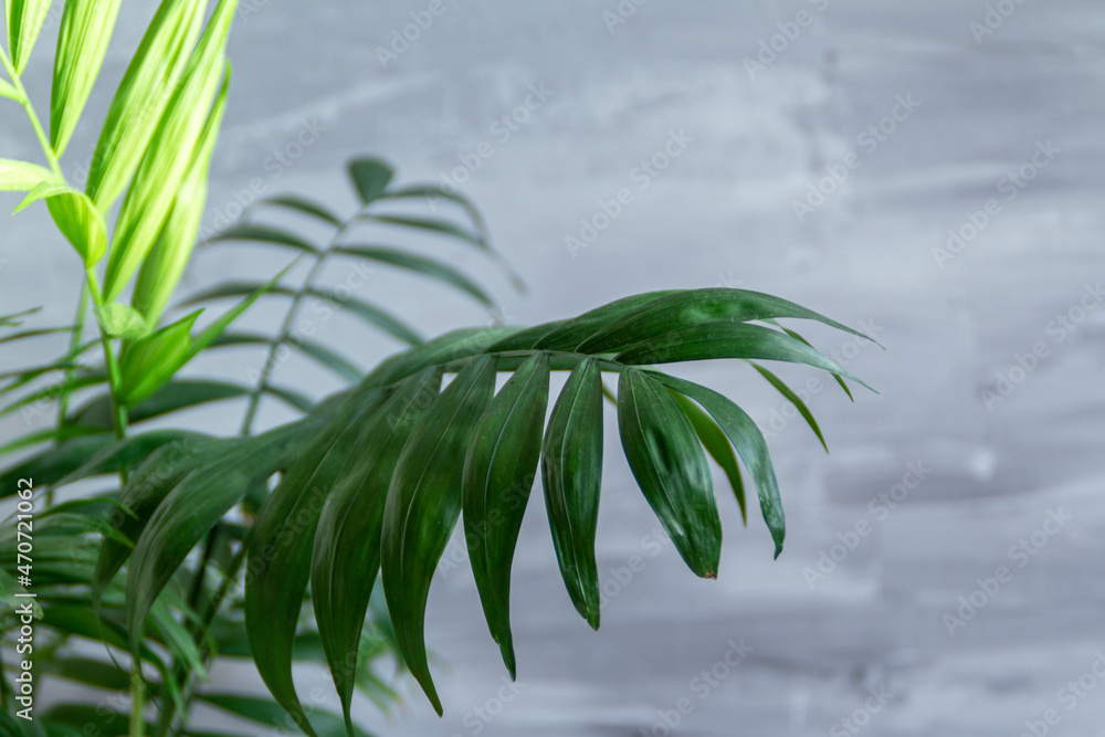 Obraz premium palm leaf against grey background with empty space for text 