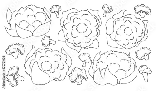 Cauliflower vector ouline set icon. Vector illustration cabbage on white background. Isolated ouline set icon cauliflower.
