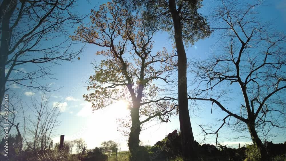 A dreamy rural scene of trees with autumn foliage brightly backlit by a harsh midday sun. Trees appear in silhouette with branches moving in a gentle breeze.
