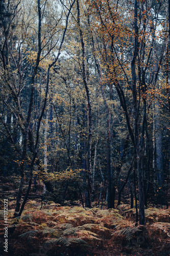 autumn in the forest photo