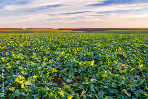 Photos Green field of young rapeseed shoots and sky with clouds