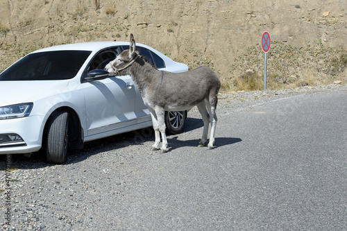 Donkeys have surrounded the car and are looking out the windows. Dzhily Su photo