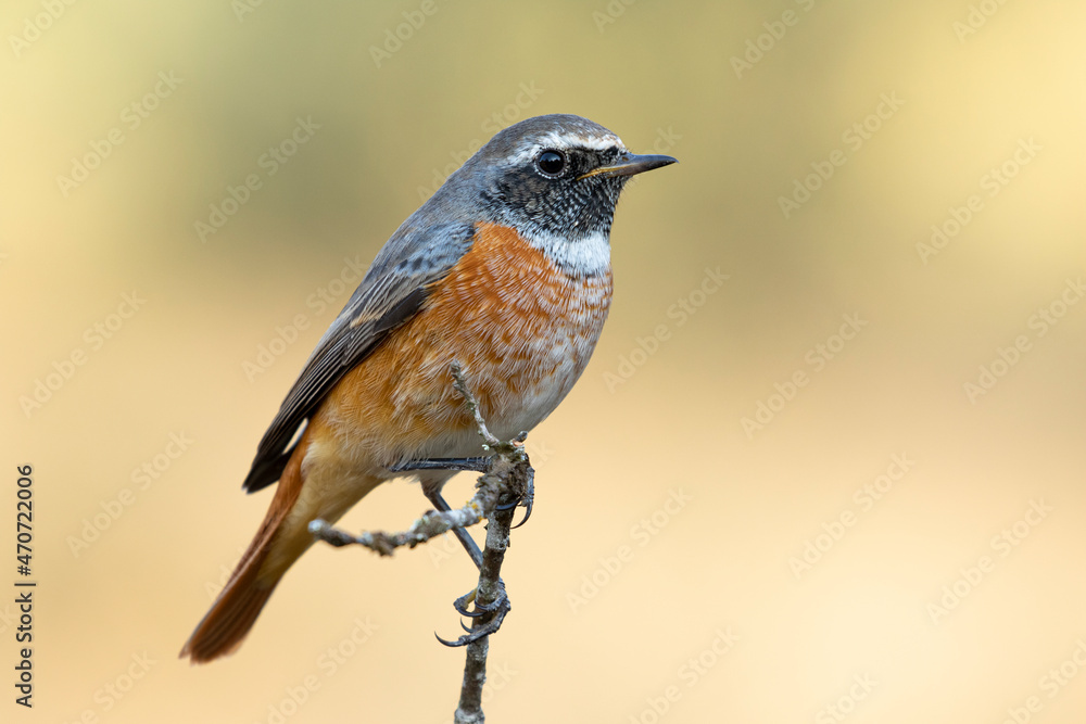 Fototapeta premium Common redstart on thin branch
