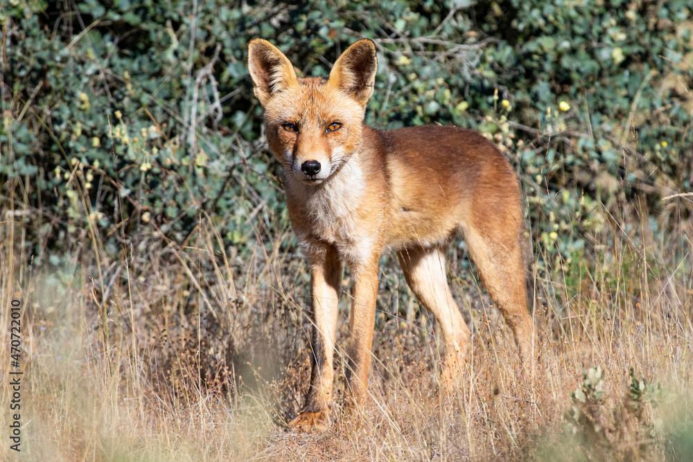 Red fox near green bushes Red fox near green bushes