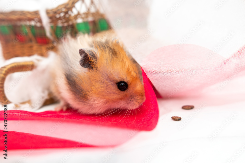 hamster with red and white ribbon looking for treats hamster with red and white ribbon looking for treats