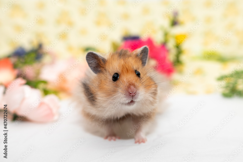 hamster with spring flowers hamster with spring flowers