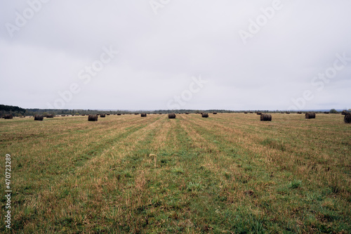 landscape with bales