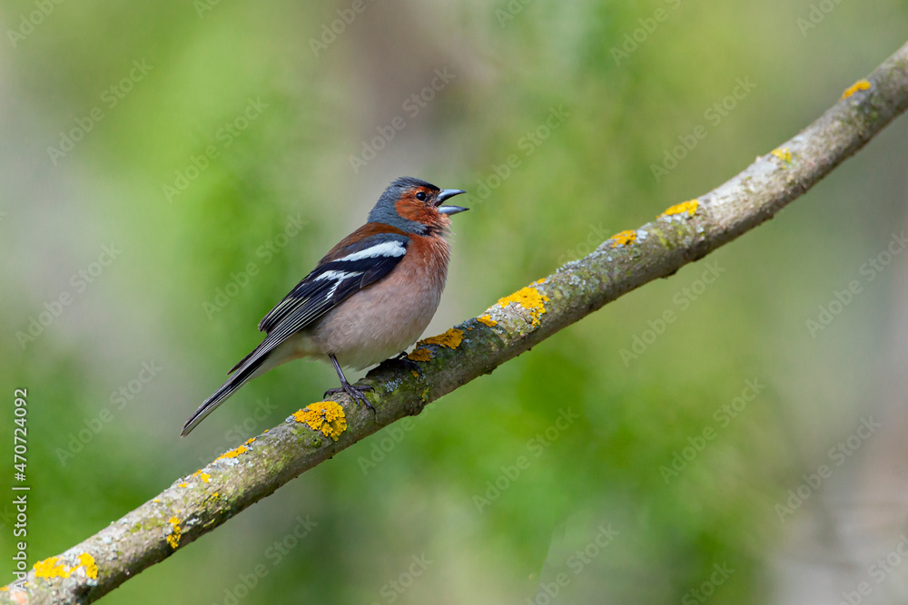 Common chaffinch-Songbird of the finch family.
Common chaffinch-Songbird of the finch family.