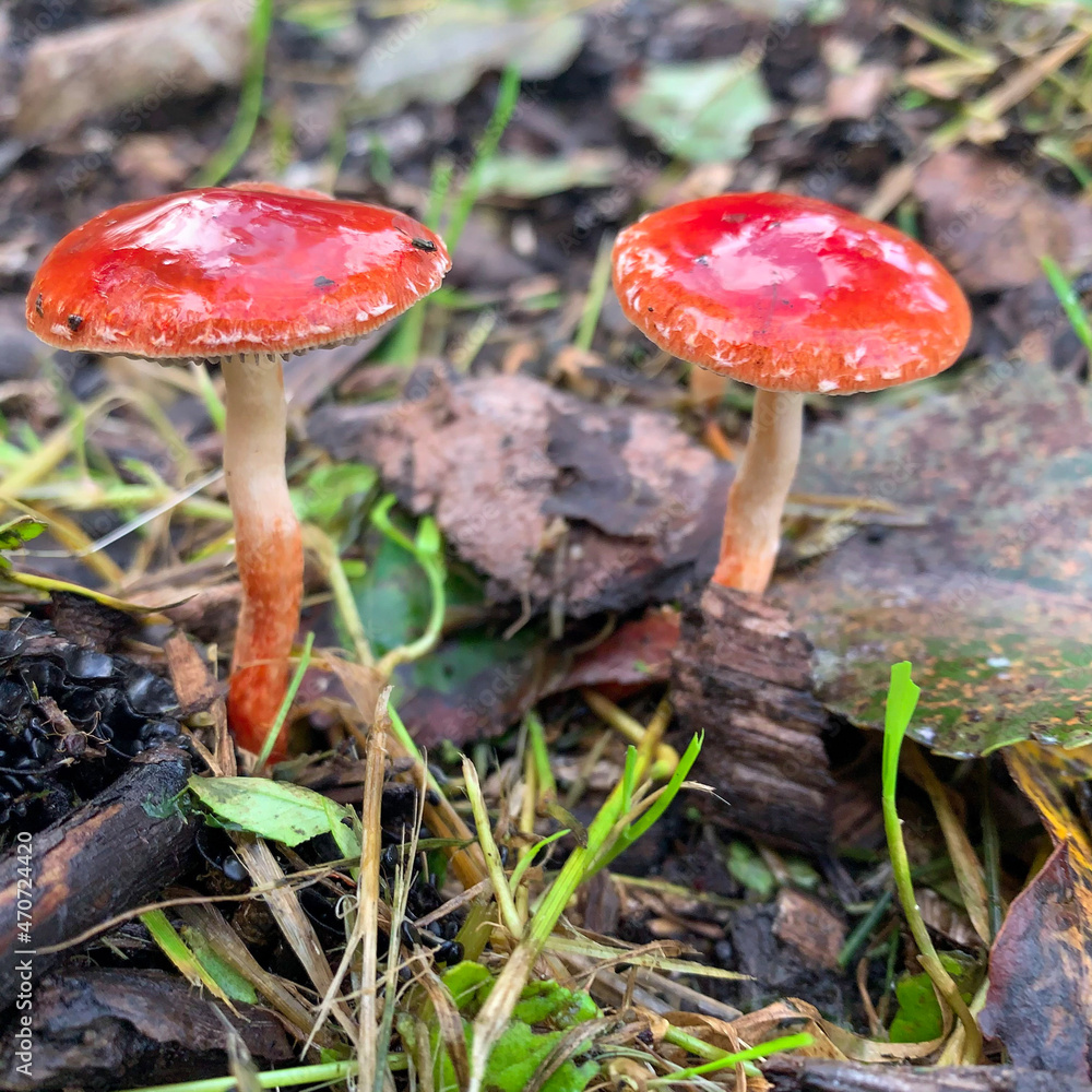 fly mushroom fly mushroom