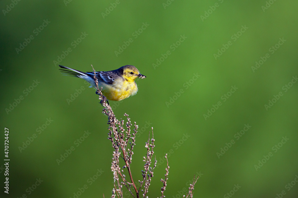 Obraz premium The citrine wagtail (Motacilla citreola) is a small songbird in the family Motacillidae.