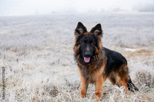 A German Shepherd puppy named Jack