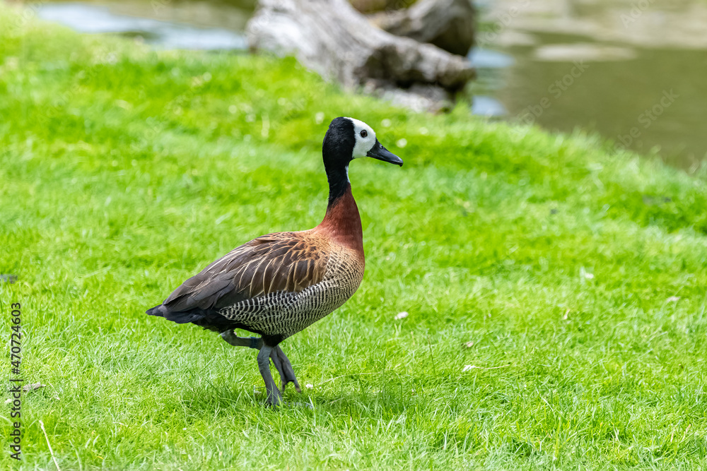 White-faced Whistling Duck, Dendrocygna viduata, duck on the grass White-faced Whistling Duck, Dendrocygna viduata, duck on the grass