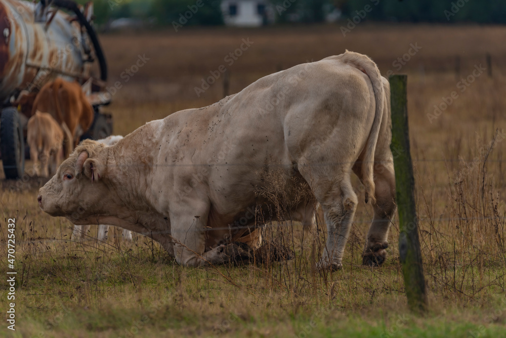 Fototapeta premium Bulls and cows on pasture land with fence in autumn evening