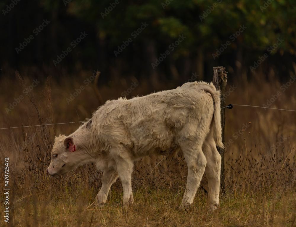 Fototapeta premium Bulls and cows on pasture land with fence in autumn evening