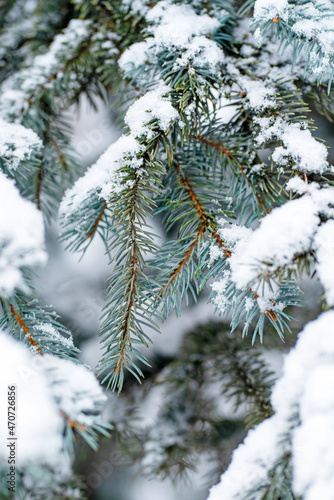 Blue fir tree branches covered in fresh snow closeup. Winter forest after snowstorm background. Selective focus.