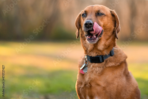 Licking Dog