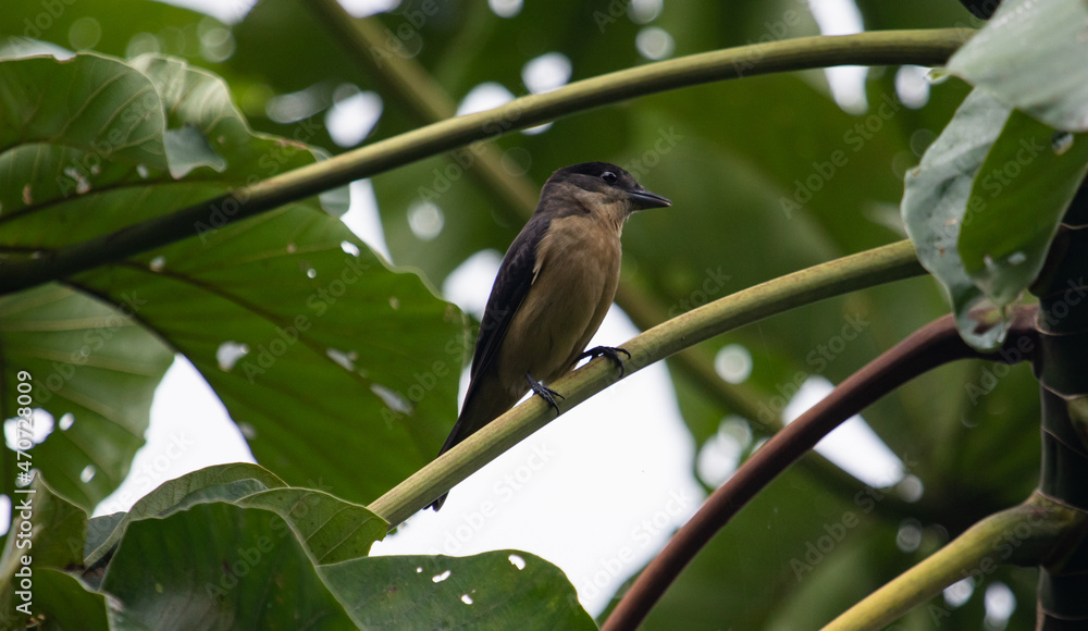 Fototapeta premium Tropical bird
