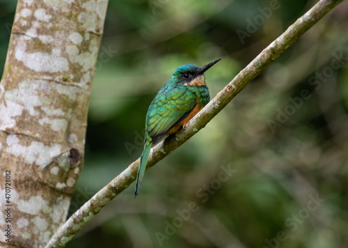 Tropical green bird