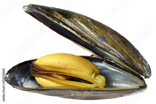 Obraz na plátne boiled blue mussel isolated on white background