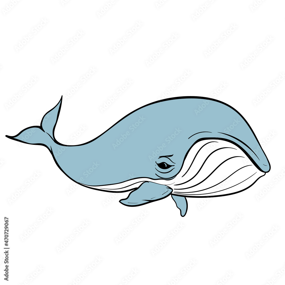 vector humpback whale on white background, isolated vector humpback whale on white background, isolated