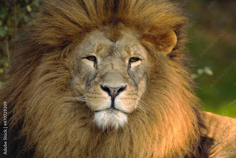 portrait of a lion