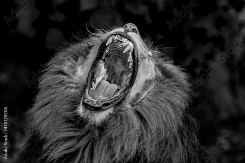 Fototapeta Naklejka Na Ścianę i Meble -  lion with bared teeth
