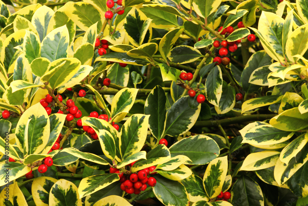Fototapeta premium Berries on a holly tree with glossy variegated green and golden yellow leaves that are used as Christmas decorations. This pretty evergreen Ilex hardy tree `s scarlet red berries attract wild birds.