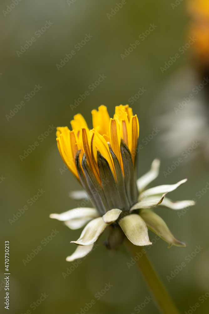 yellow flower in the garden yellow flower in the garden